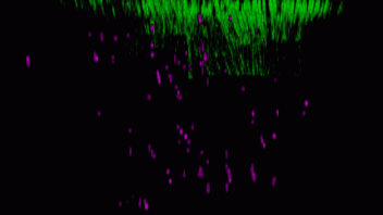 Imaging fluorescence beads and the refractive index of alive cells together