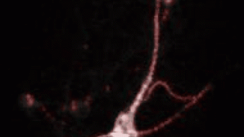 Simultaneously record calcium activity from over 100 locations on a neuron by saMMM