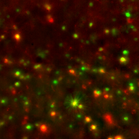 Widefield image of neurons taken by 3D-MAP