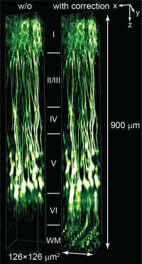C-FOCUS YFP neurons in the entire cortex in vivo