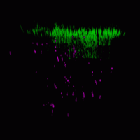 Imaging fluorescence beads and the refractive index of alive cells together