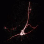 Simultaneously record calcium activity from over 100 locations on a neuron by saMMM
